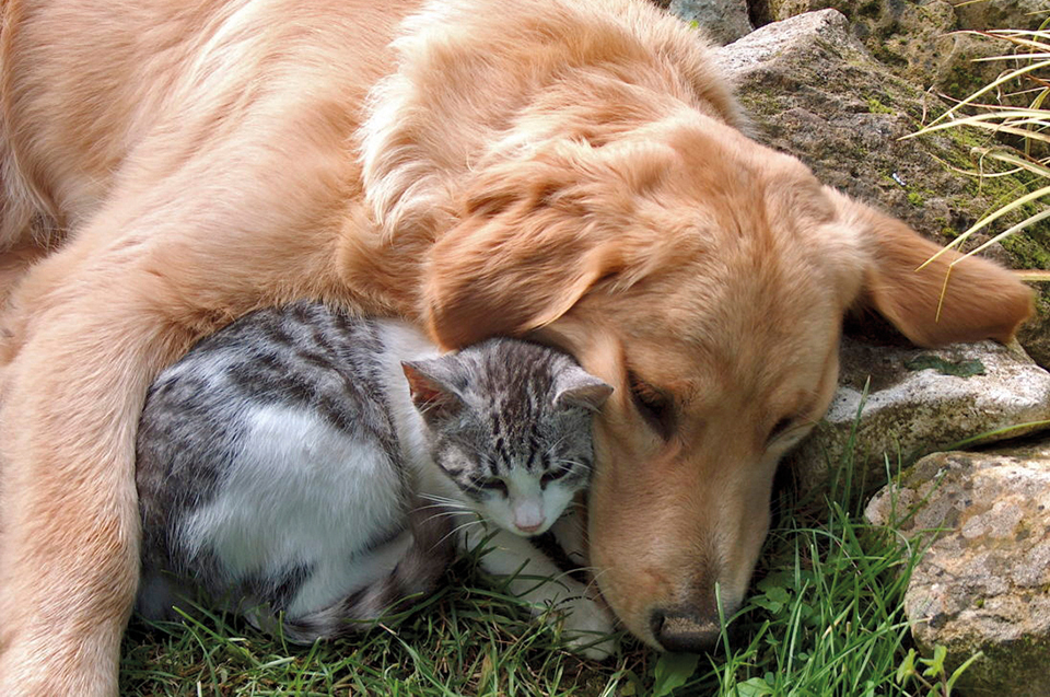 Hond en kat vriendjes