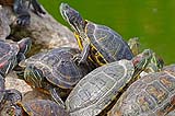 Schildpaddenopvang