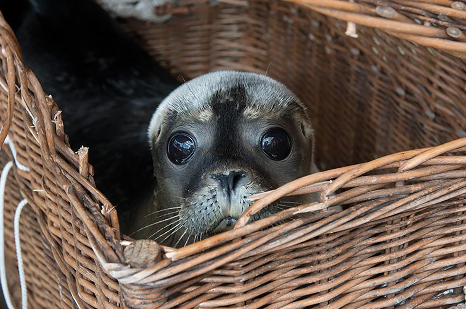 Opgevangen zeehond