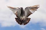 Contributing to indoor shelter and flight cage for doves