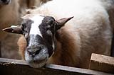 Bijdrage dierenartskosten en voeding