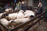 Bijdrage dierenartskosten en voeding