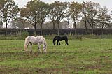 Bijdrage in de aanleg belevingstuin