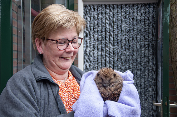 Contributing to new hedgehog shelters