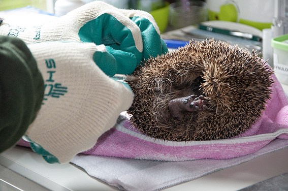 Contributing to new hedgehog shelters