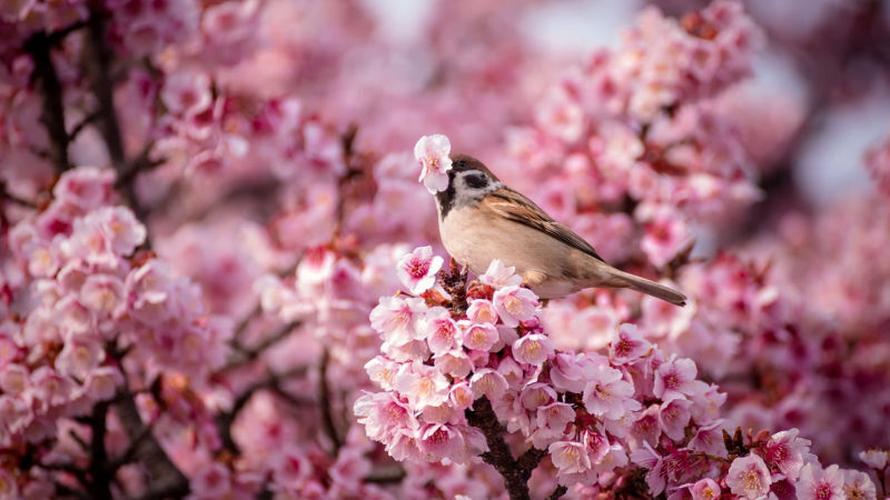 Verbeteren van de habitat 