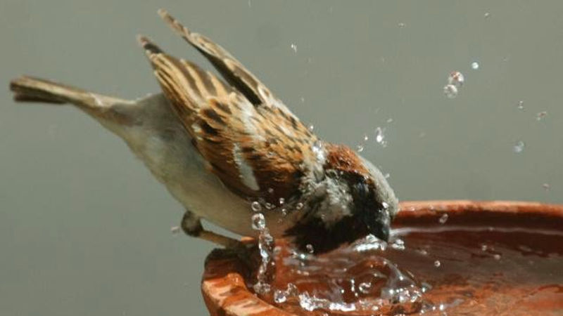 Verbeteren van de habitat 