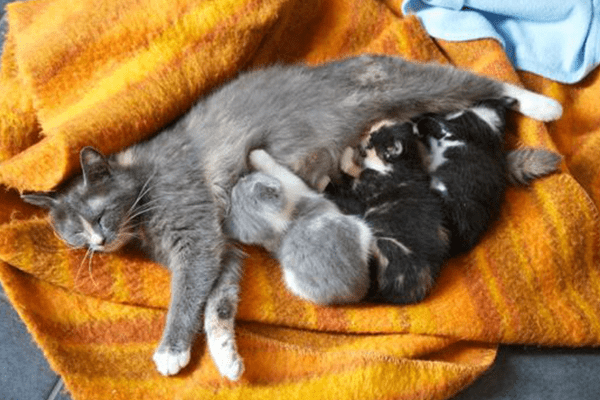 Bijdrage dierenartskosten kittens