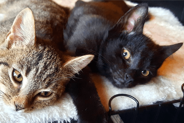 Bijdrage dierenartskosten kittens